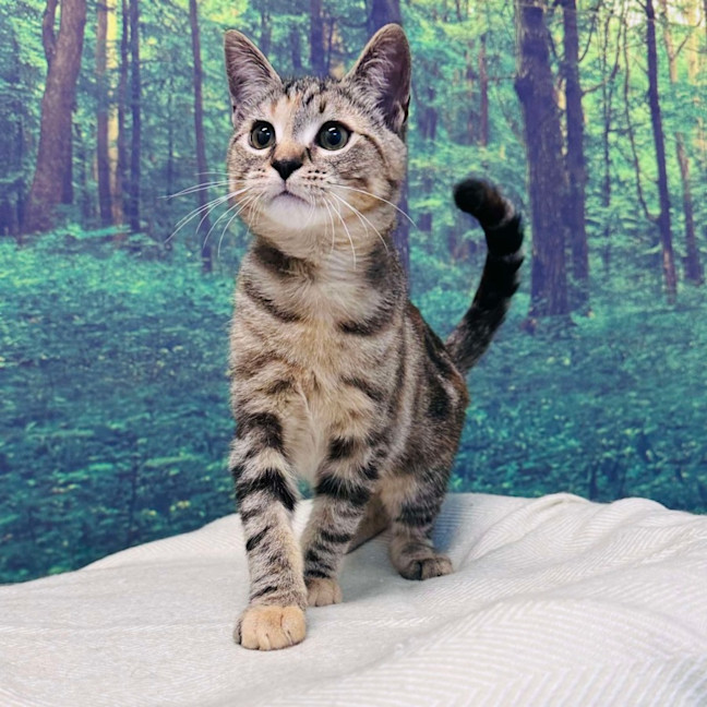 Photo of Pixie   Located In Meadow Heights