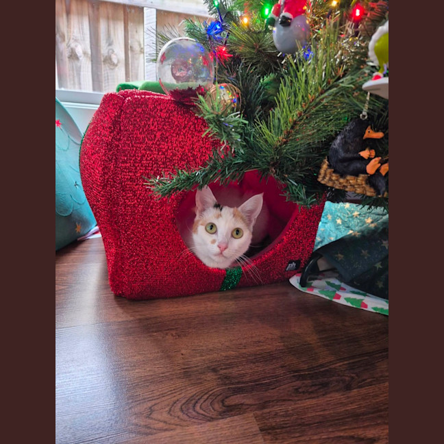 Photo of Mia Meet Me@Petstock Keysborough Store 