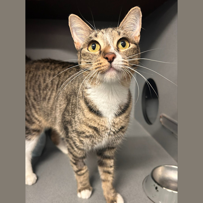 Photo of Willow (Ex Nami)