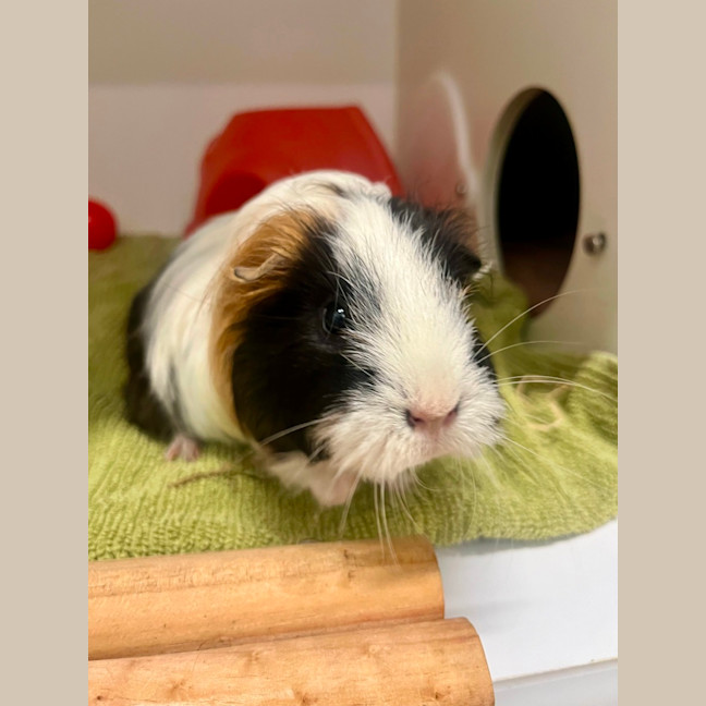 Photo of Spaghetti & Meatball