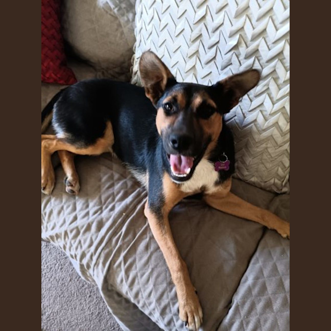 Photo of Sheba