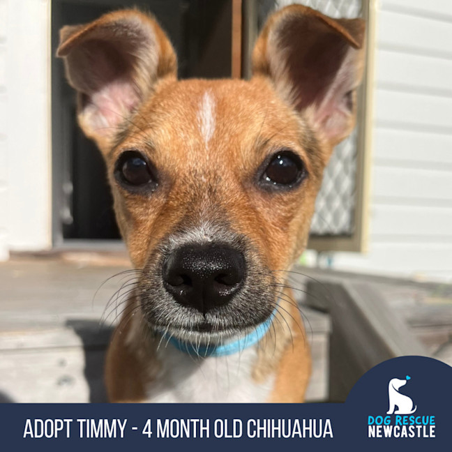 Photo of Timmy   4 Month Old Chihuahua