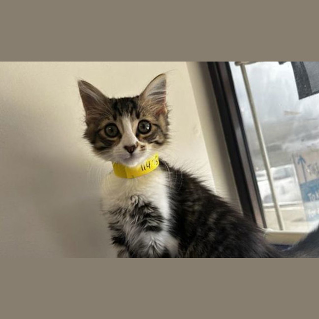 Photo of Takka
