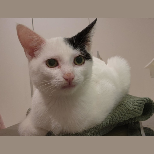 Photo of March ** 2nd Chance Cat Rescue**