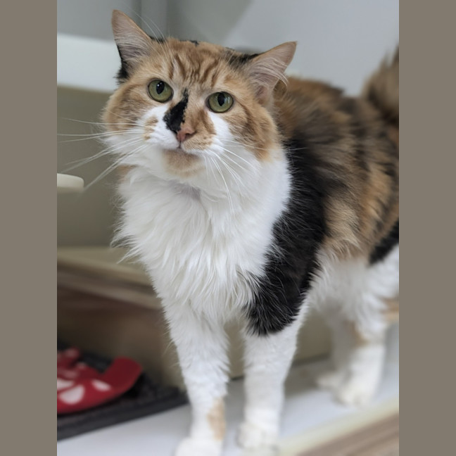 Photo of 🥂 Clicquot 5748 🥂