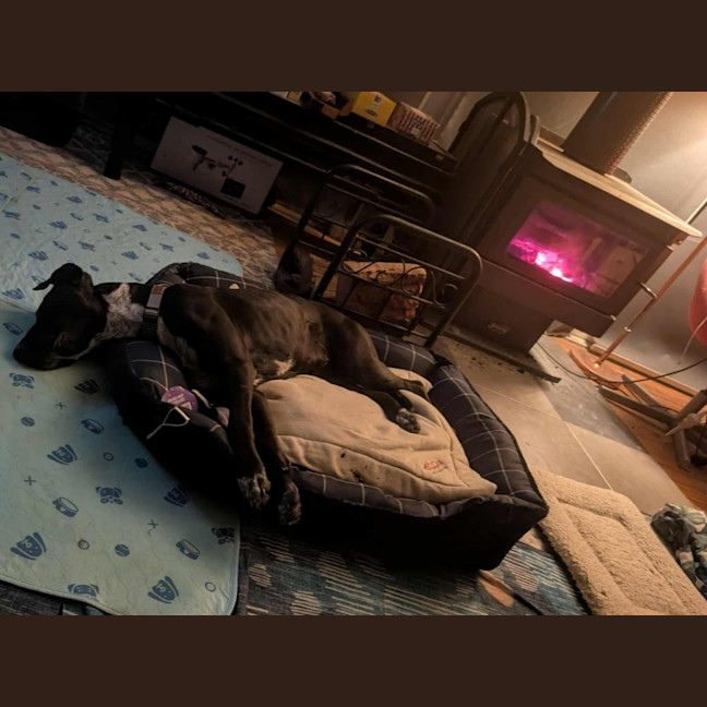 Photo of Rosie