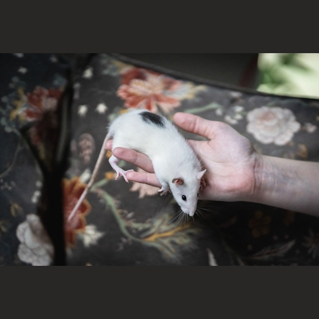 Photo of Ginkgo & Blossom