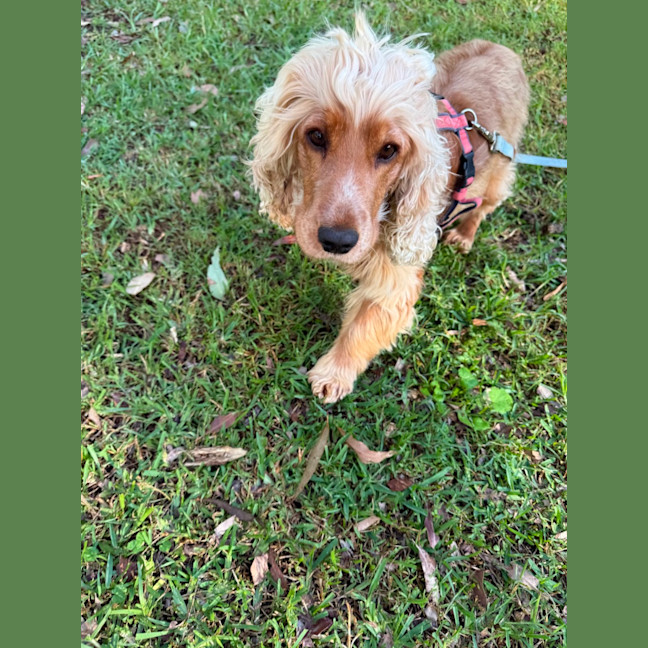 Photo of Honey