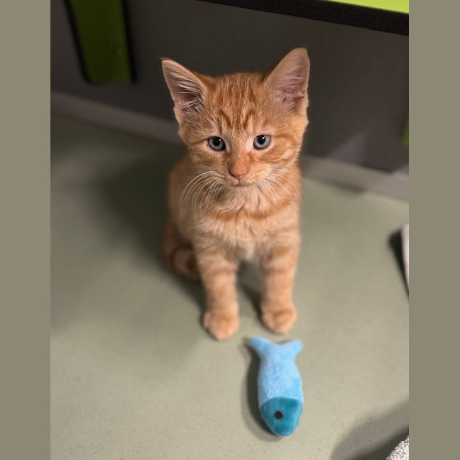 Photo of Mr. Snuggles