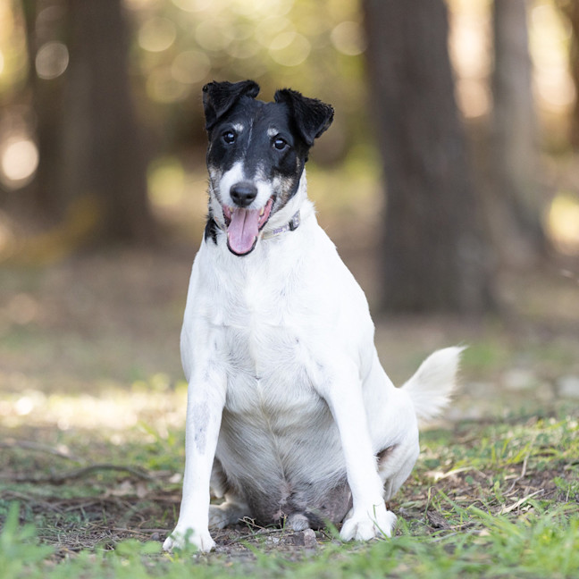 Photo of Cookie