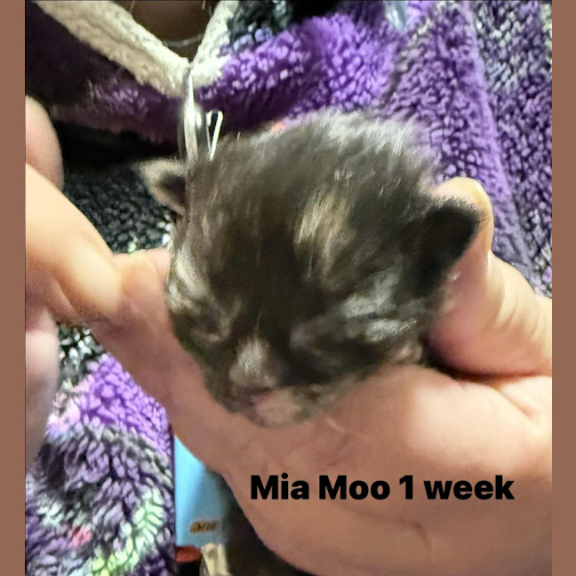 Photo of Mia Moo