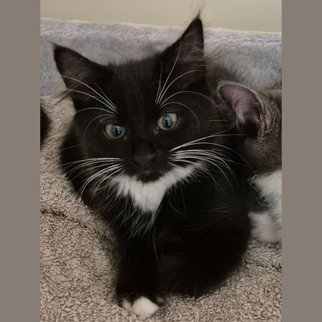 Photo of Misty Meet Me@ Petstock Hastings Store