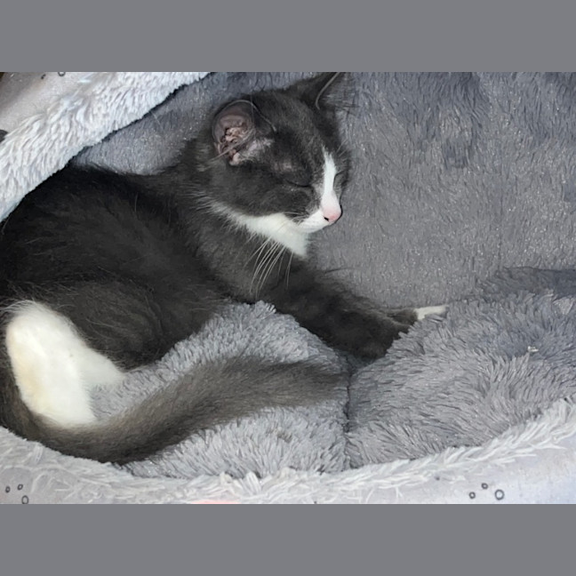 Photo of Grayson