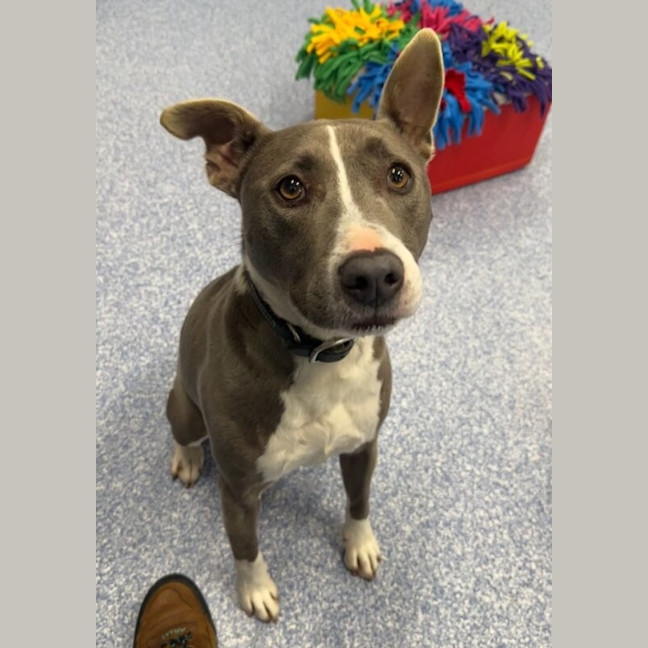 Photo of Bluey