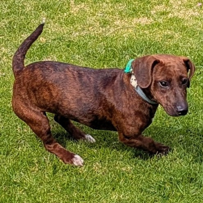 Photo of Coco