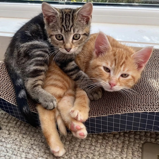 Photo of Saffron & Paprika (Located In Croydon South)