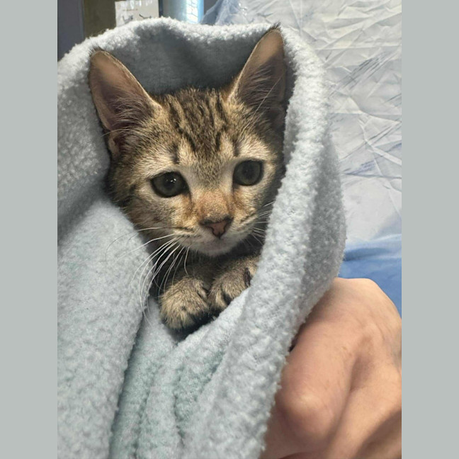 Photo of Peanut   Located In Ashburton