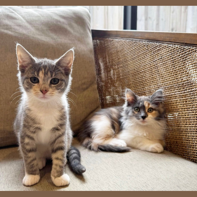 Photo of Twiggy & Tulip