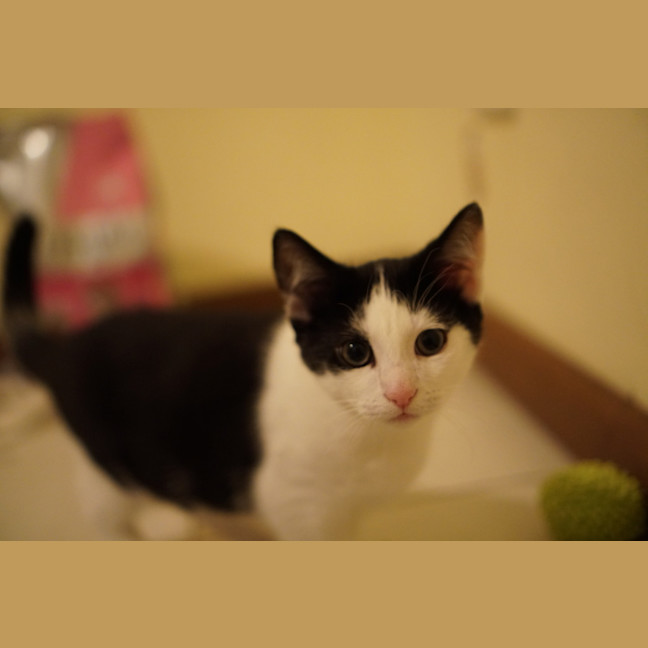 Photo of Oreo