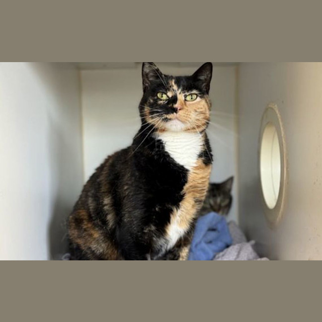Photo of Pumpkin
