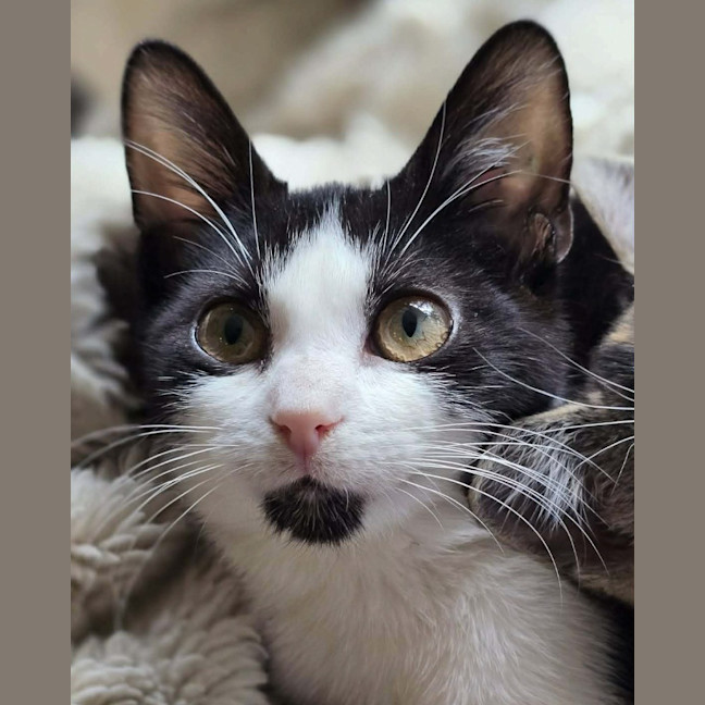 Photo of Pickle