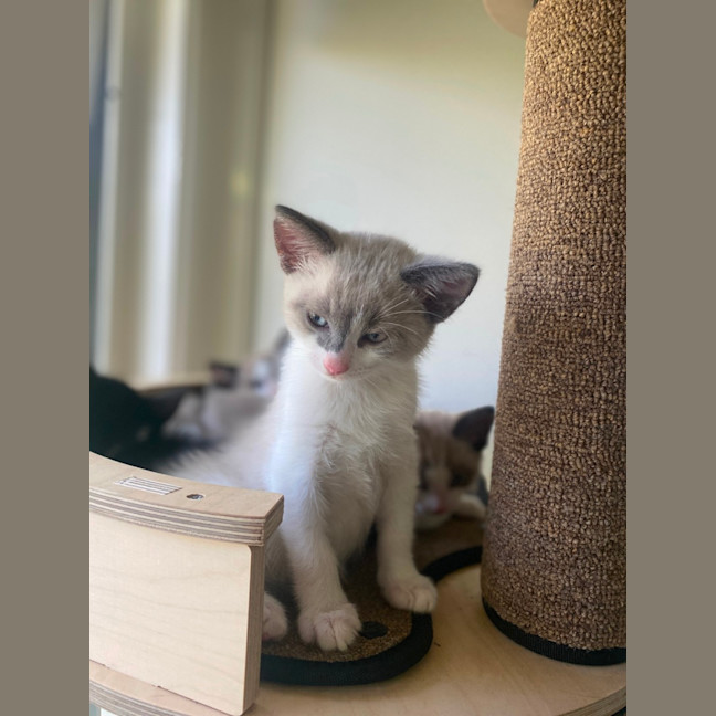 Photo of Butterscotch