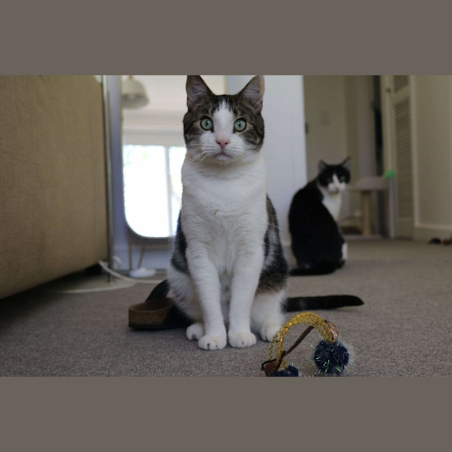 Photo of Turtle & Sylvester 