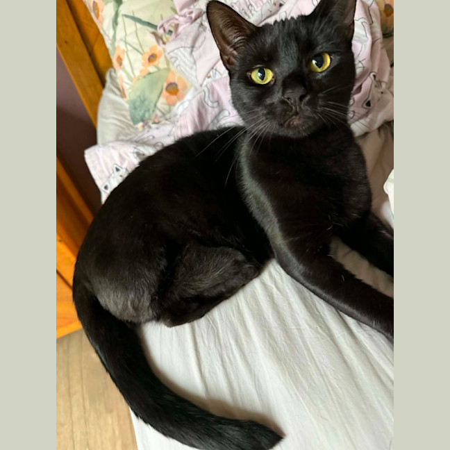 Photo of Morticia