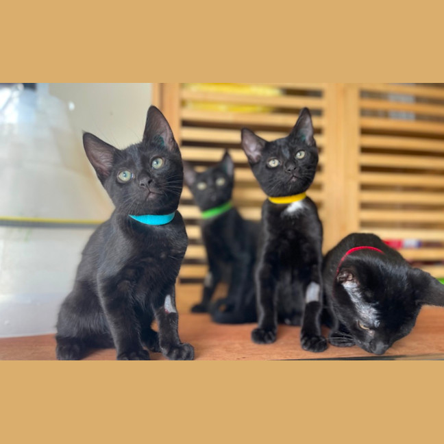 Photo of Galaxy Litter