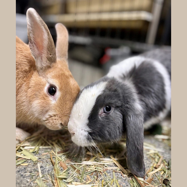 Photo of Rascal & Scallywag  Meet Us @ Petstock Milperra!