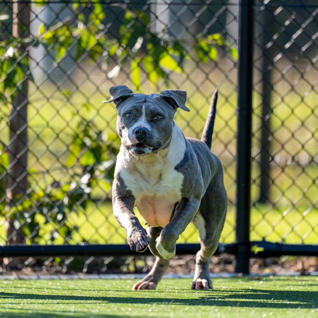 Photo of Lacey Imp 1824