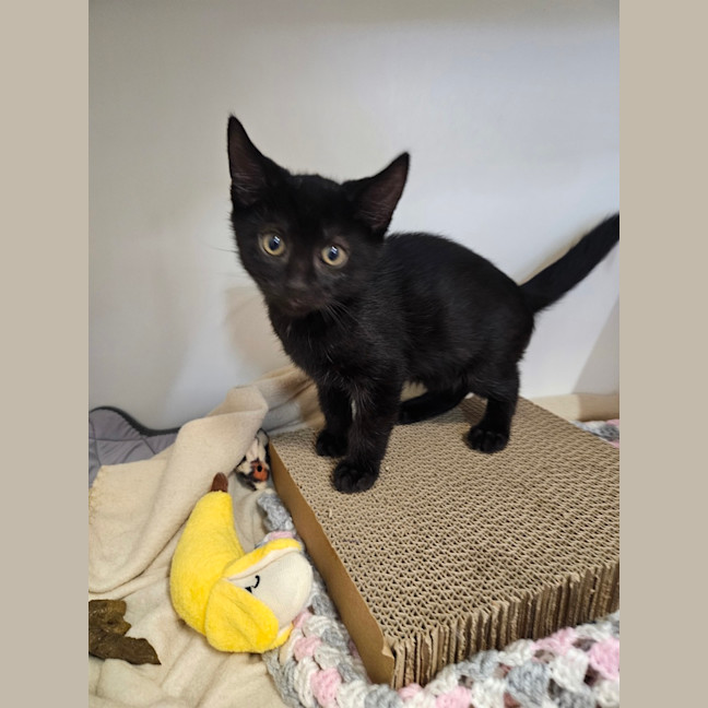 Photo of William Brisbane