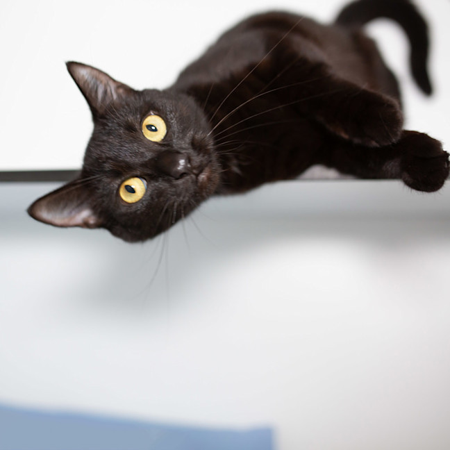 Photo of Honey