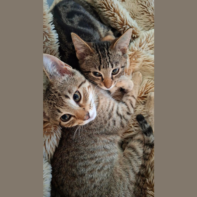 Photo of Nutmeg