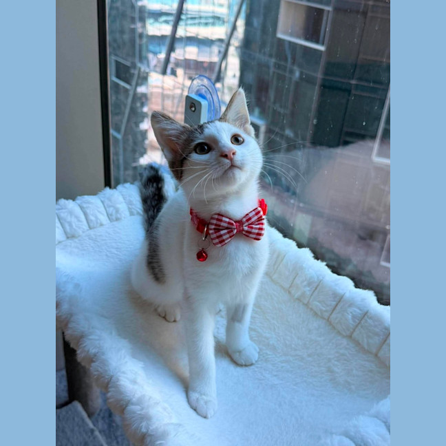 Photo of Cosmo