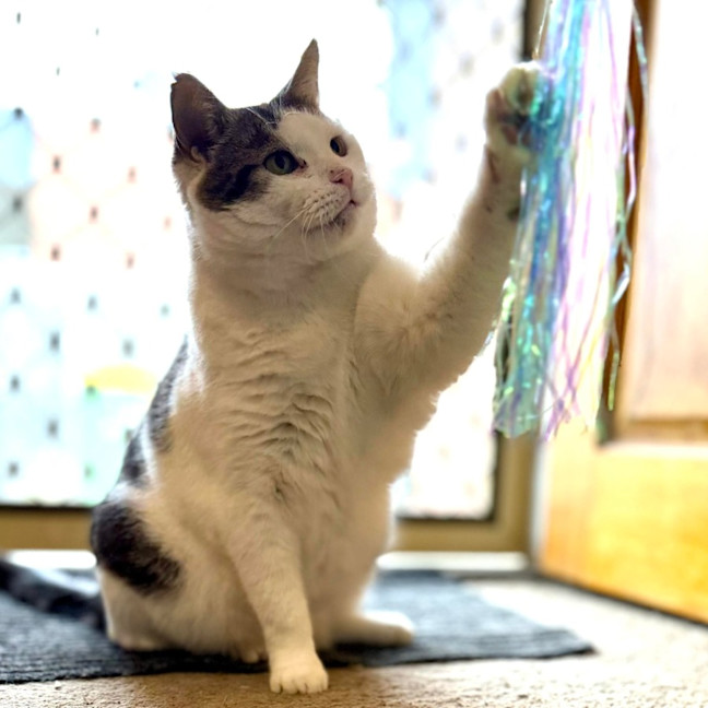 Photo of Tom   In Foster Care In Reservoir