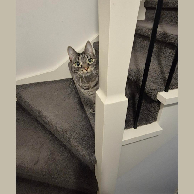 Photo of Tabby Beauty Mabel