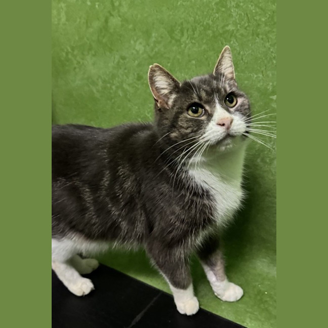 Photo of Fluffy (Bonded With Micki)
