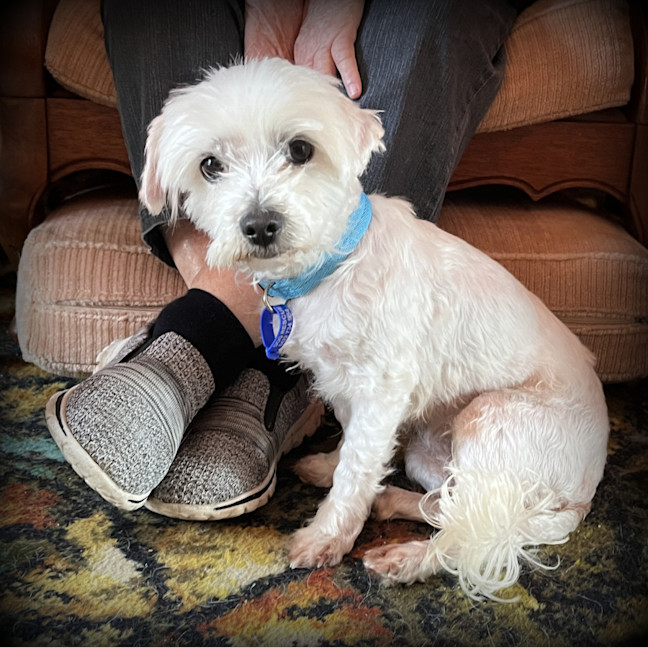Photo of Angel 😇9yo, Maltese X Shih Tzu (On Trial 4/11/24)