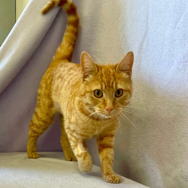Photo of Aggie