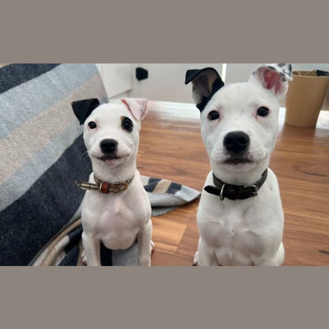 Photo of Nova