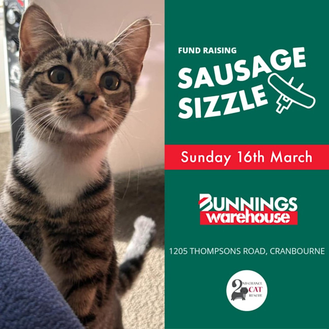 Photo of Princess ** 2nd Chance Cat Rescue**