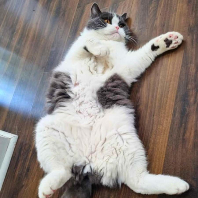 Photo of 🏹Sir Perci🏹