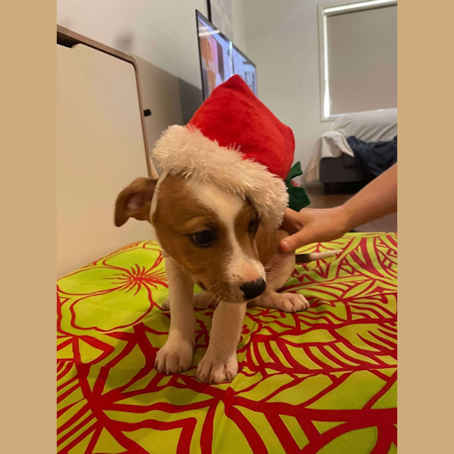 Photo of Piper