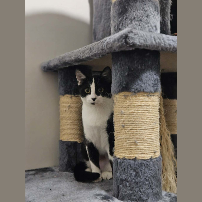 Photo of Apollo