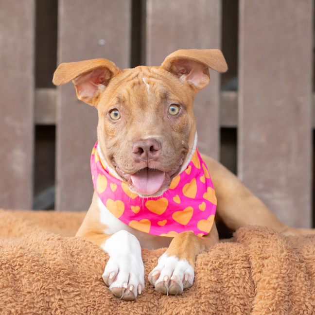 Photo of Buttercup (Previously Carrie)