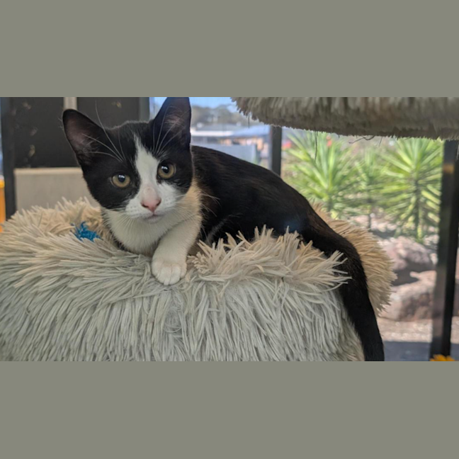 Photo of Slifer The Sky Dragon