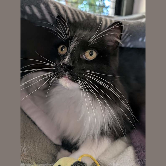 Photo of Coco
