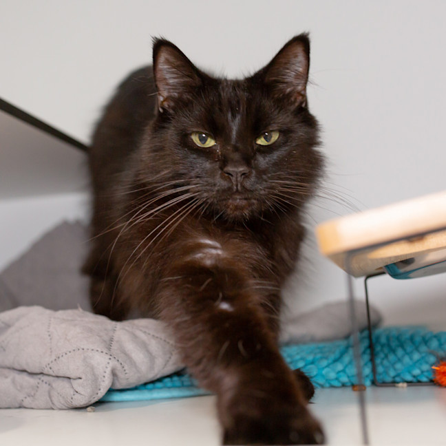 Photo of Pepper
