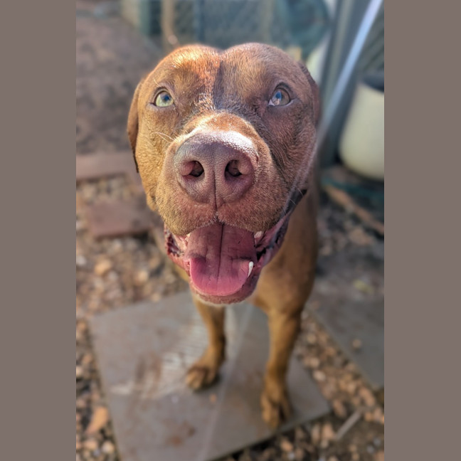 Photo of Samson